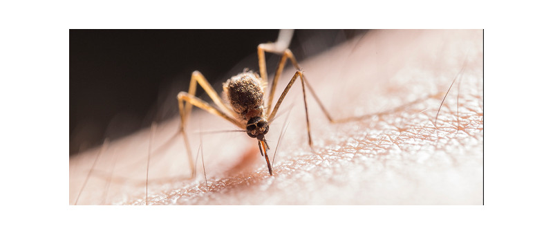 Protección efectiva contra los mosquitos: Descubre nuestro spray repelente de mosquitos